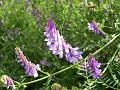 vicia villosa